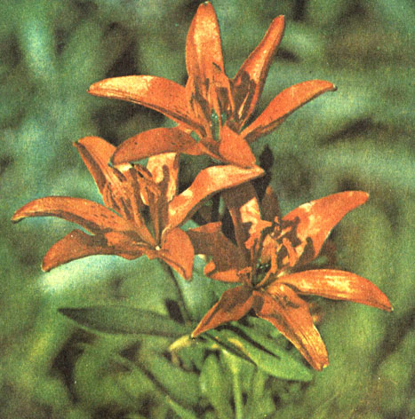    (Lilium buschianum)