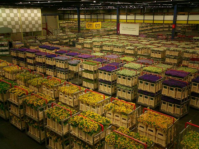 Срезанные цветы, подготовленные для транспортировки автотранспортом. Алсмер, Голландия: https://en.wikipedia.org/wiki/Dutch_flower_bucket#/media/File:Bloemenveiling_Aalsmeer_Binnen.jpg