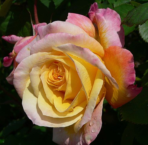 Цветок розы: https://ru.wikipedia.org/wiki/Роза#/media/Файл:Rosa_Charivari_2.jpg
