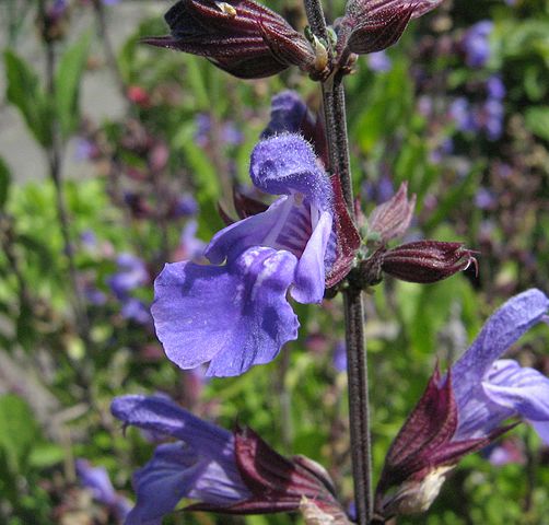 Цветок шалфея лекарственного: https://ru.wikipedia.org/wiki/Шалфей_лекарственный#/media/Файл:Salvia-officinalis-flower.jpg