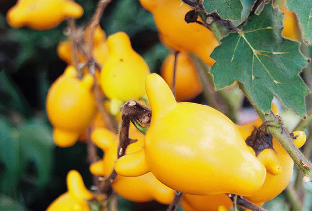 Плоды паслена сосочкового (Solanum mammosum): https://ru.wikipedia.org/wiki/Паслён_сосочковый#/media/Файл:Buahapaini.jpg
