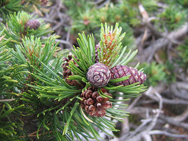 Шишки горной сосны: https://en.wikipedia.org/wiki/Pinus_mugo#/media/File:Pinus_mugo_cone_01.jpg