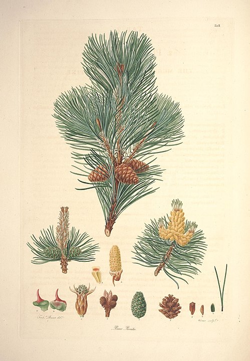 Горная сосна. Ботаническая иллюстрация 1803 года: https://fr.wikipedia.org/wiki/Pinus_mugo#/media/Fichier:A_description_of_the_genus_Pinus_(Tab._II)_(7797045886).jpg