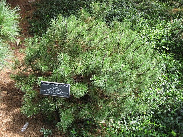 Горная сосна, карликовый сорт “Мопс”: https://fr.wikipedia.org/wiki/Pinus_mugo#/media/Fichier:Gardenology.org-IMG_0697_bbg09.jpg