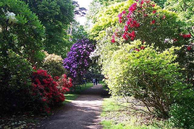 Красивоцветущие кустарники в парке: https://en.wikipedia.org/wiki/Shrub#/media/File:Sheringham_Park_1.JPG