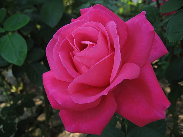 Чайно-гибридная роза сорта “Мария Каллас”: https://ru.wikipedia.org/wiki/Чайно-гибридные_розы#/media/Файл:Rosa_Maria_Callas01.jpg