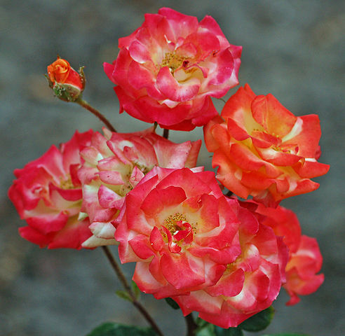 Роза флорибунда сорта “Мамбо”: https://ru.wikipedia.org/wiki/Флорибунда#/media/Файл:Mambo_(Tantau_1996)_01.jpg