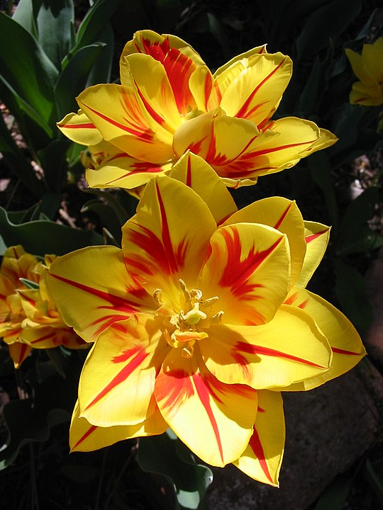 Тюльпан сорта “Монселла”: https://es.wikipedia.org/wiki/Tulipa#/media/Archivo:Tulip_Monsella_2006.jpg