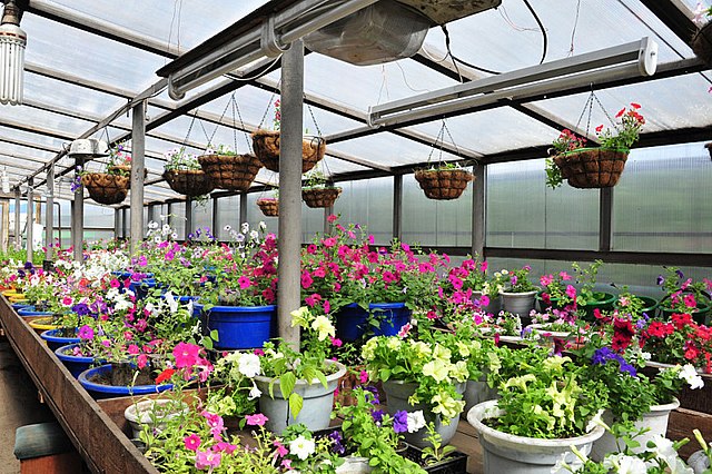 https://ru.wikipedia.org/wiki/Теплица#/media/Файл:Flowers_in_a_greenhouse.jpg