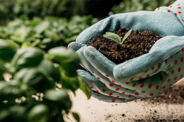 https://ru.freepik.com/free-photo/side-view-of-hands-with-gloves-holding-soil-and-plant_12060260.htm#query=%D1%83%D0%B4%D0%BE%D0%B1%D1%80%D0%B5%D0%BD%D0%B8%D0%B5&position=0&from_view=search&track=sph